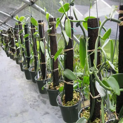 Vanilla Planifolia Orchid Plant Species Rooted Live 04 Cuttings Vanilla Bean New • $14.90