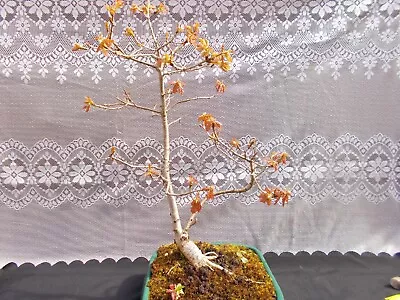 Bonsai Tree. English Oak • £19.99