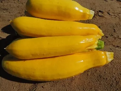 ZUCCHINI Golden 10 Seeds Vegetable Garden Non Gmo   • $3.25