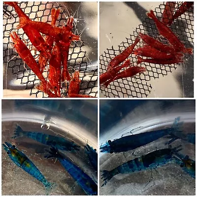 5+5 (+1 DOA Per Color) Fire Red And Dream Blue Shrimp (Heat Pack Included) • $27.99