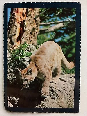 Postcard Vintage Mountain Lion Cat Hunting Wildlife Rocky Terrain Unposted • $4.95