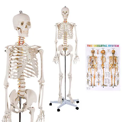 70.8  Life-size Skeleton Model Human Anatomy Medical Students W/Rolling Stand • $129