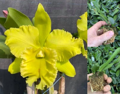 $12 • Buy RON Cattleya Orchid Rlc. Village Chief Green 'Tainan' MERICLONE 50mm Pot Size