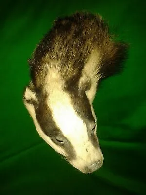 £274.95 • Buy BADGER MASK Trophy Hunting Taxidermy