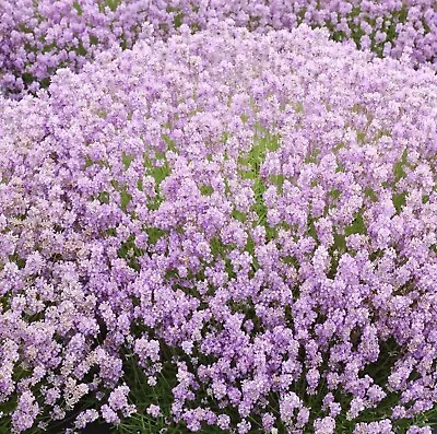 Lavender Plug Plants Fragrant Rosea Pink Flowers Perennial Shrubs Pack Of 3 • £9.99