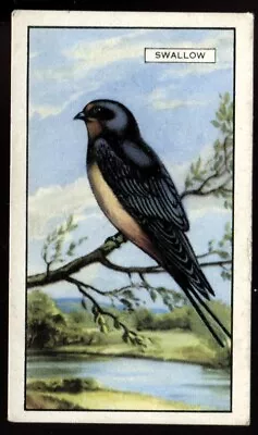 Tobacco Card Gallaher BRITISH BIRDS 1937 Swallow #31 • £2