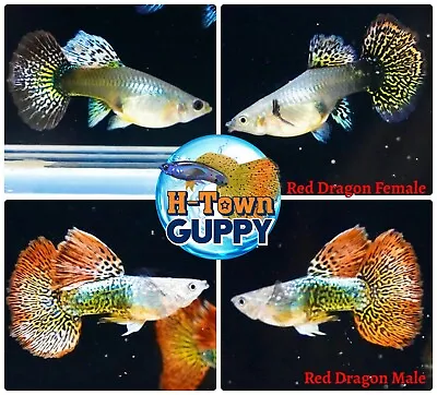 1 TRIO - Live Aquarium Guppy Fish High Quality - Red Dragon BDS Big Dorsal Fin • $37.15