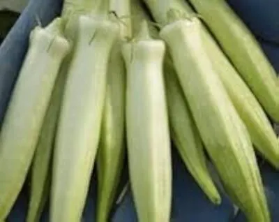 OKRA SILVER QUEEN WHITE SEEDS Vegetable Seed White Ladys Finger Seeds Okra Seeds • $2