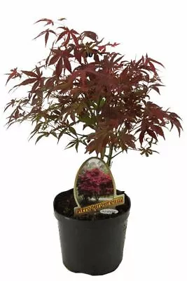 Acer Palmatum Atropurpureum Tree In A 15cm Pot Japanese Maple • £17.99