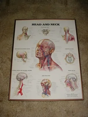 Original 1986 Anatomical Chart Poster  Head And Neck  Chicago Il Medical Prop • $59.99