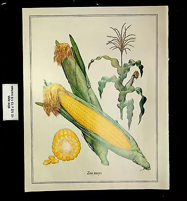 1967 Zea Mays Painting Guy Coheleach Corn On The Cob Vintage Print 24521 • $7.48