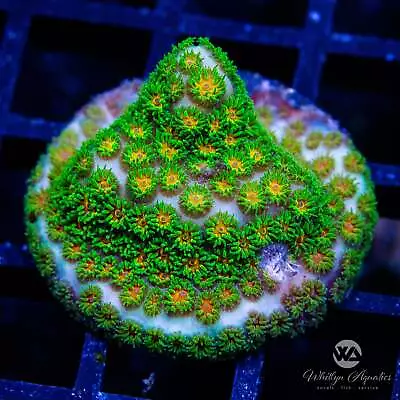 John Deere Lepto - Live Coral Frag • $36.99