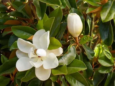 Southern Magnolia 6” Pot - 15” Tall - Organic Grandiflora/ Hardy Magnolia Tree • £21.23