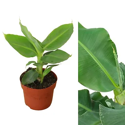 Musa Acuminata Banana Plant - Houseplant In 12cm Pot - Fast Growing • £13.99