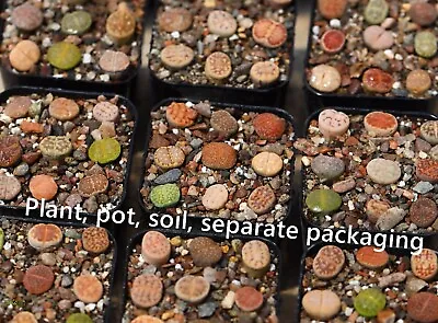 $17.99 • Buy Plant -  Lithops 9 Plants Pot Soil