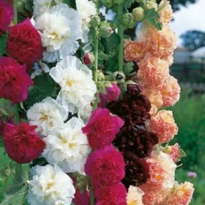 Hollyhocks - Chaters Double Mix Seeds • £2.49