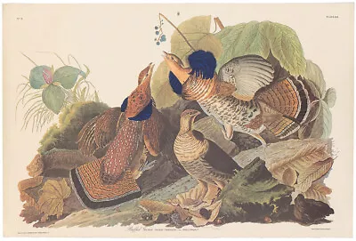 $400 • Buy Audubon Amsterdam Ed Double Elephant Folio Lithograph Pl 41 Ruffed Grouse