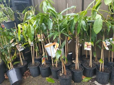 $75 • Buy Grafted King Thai Mango