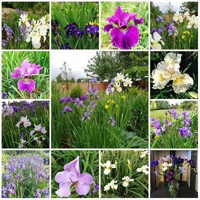 £30 • Buy Iris Sibirica  - Siberian Iris - 10 Mixed - Hardy Cottage Patio Garden Perennial