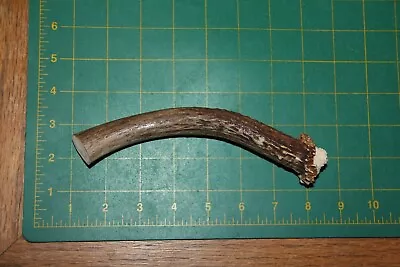 Mule Deer Antler Base #9 Knife Handle / Sheds Antlers Whitetail Deer 417 • $7