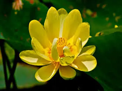 Trollius Asiaticus Lotus/Water Lily Flower/Bonsai /Ponds / Bow/5 Fresh Seeds • £3.95