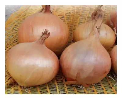 £1.29 • Buy Organic Onion Sturon - 750 Seeds