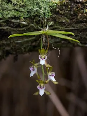 $49.99 • Buy Sarcochilus Australis ( Rare) (With Spike)