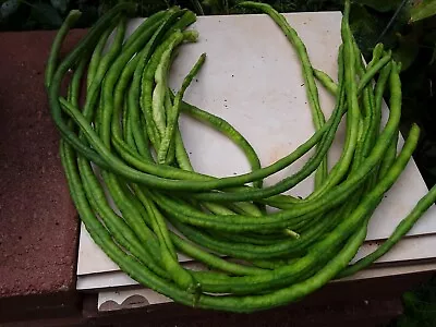 15 Organic Asian Long Bean Seeds (GreenLong Variety)Rare Type.US Grown. • $1.99