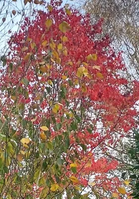 Japanese Maple Acer Palmatum Dissectum Firecrack TREE'S Pink-Red-purple-5 Seeds • £3.50