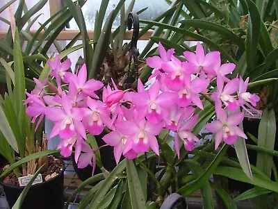 Cattleya Orchid Hybrid - Cookara BILL '4n' • $25