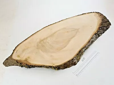 Waney Edge English Lime Wood Board. Plank Slab Shelf.  400 X 910 X 44mm. 6709 • £94.95