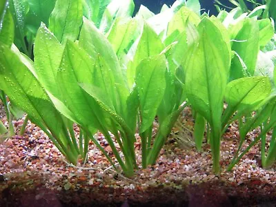 £4.45 • Buy Aquarium Live Plant Bunch - AMAZON SWORD - Echinodorus Tropical Fish Tank