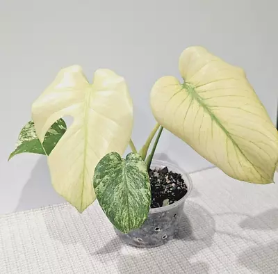 Monstera Deliciosa Full Mint Variegated * Active Growing Plant* Exact Plant • $459