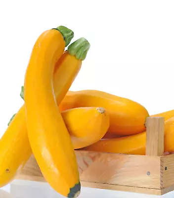 ZUCCHINI GOLDEN 10 Seeds Heirloom Spring Summer Garden Vegetable Courgette • $4.49