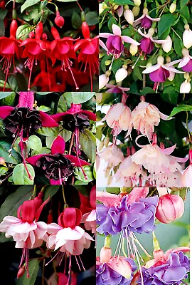 ×6 Fuchsia Trailing Mixed Lot Plug Plants Hanging Basket Garden Tub Flowers • £9.99