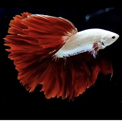 Stunning Half Moon Male Dragon Betta Splend Beautiful Fish • £40