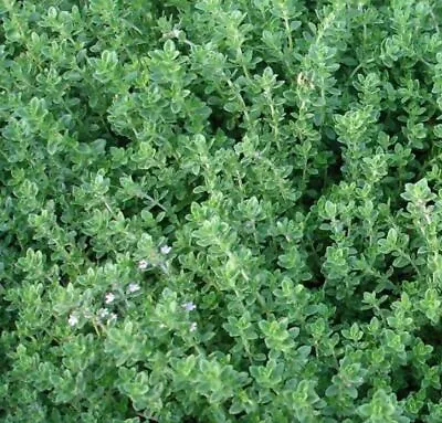 £1.99 • Buy English / Common Thyme Seeds - Finest Quality UK Herb Seeds