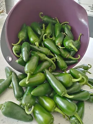 Jalapeno Chilli Seeds - 20 Fresh Jalapeno Chilli Seeds • £2.99