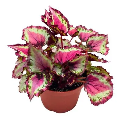 Harmony's Red Star Begonia Rex 6 Inch Reddish Pink • $43.74