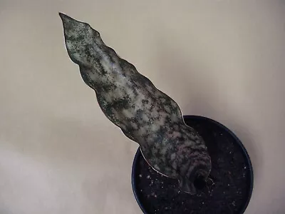 Sansevieria Kirkii Var. Pulchra  Coppertone  -- Succulent • $15.99