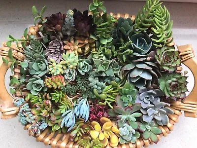 SUCCULENTS 20 X Succulent Cuttings Freshly Cut  - No Repeat Cuttings • $21.95