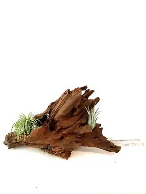 Malaysian Driftwood & Air Plant: A Perfect Fusion Of Nature's Beauty S (10~12 ) • $34.99
