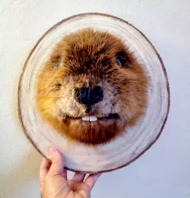 TAXIDERMY BEAVER! Animal Mount Oddity Hide Fur Skull Fox Bobcat Squirrel Rabbit • $149