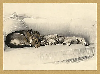 £2.50 • Buy German Shepherd And Keeshond Puppies Sleeping Charming Dog Greetings Note Card