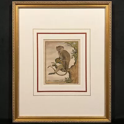 Antique 18th C. Framed Monkey Colored Engraving  MALBROUCK  By Comte De Buffon • $240