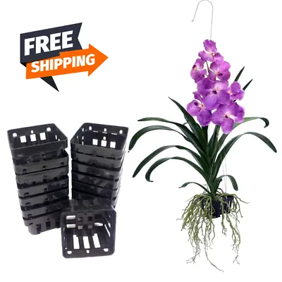 £12.61 • Buy Vanda Orchid Mesh Pot Net Basket Cup Square Phalaenopsis Paphiopedil Hydro Aero