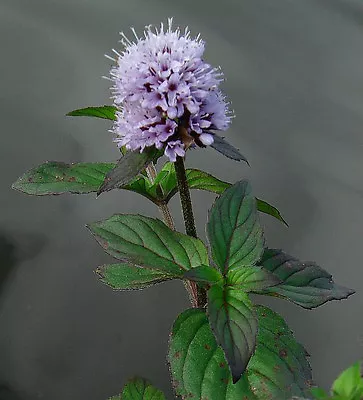 Various POND MARGINAL PLANTS Water Bog Aquatic 99.8% + FB 50 Plant Varieties • £3.50