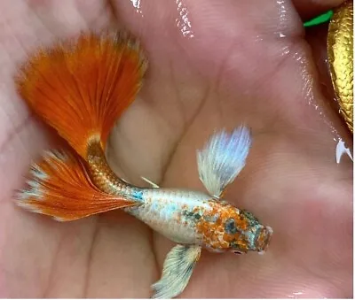 1 TRIO   - Live Aquarium Guppy Fish High Quality -  DUMBO SANTA • $39.95