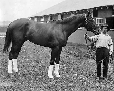 1920 Champion Racehorse MAN O WAR Glossy 8x10 Photo Print Thoroughbred Poster • $5.49