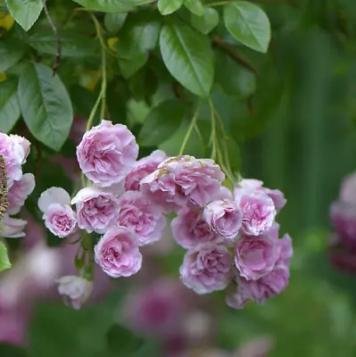 Live Plant 7 Sisters Pink Rose Bush Heirloom Climbing Baby Rambler Multiflora  • $24.99